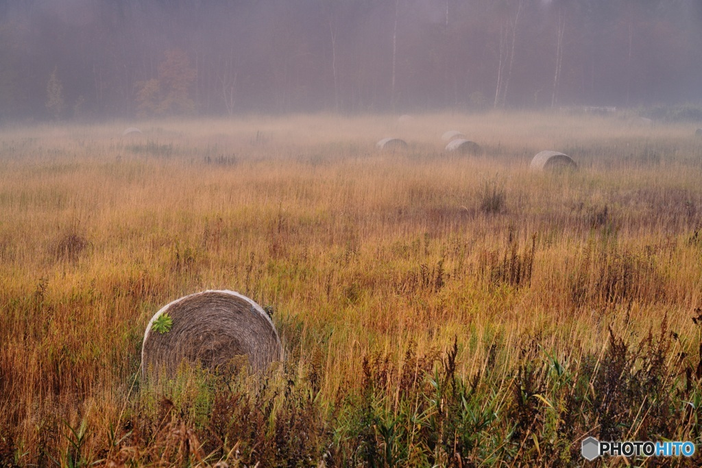 北海道・美瑛町 朝霧の美瑛町 2