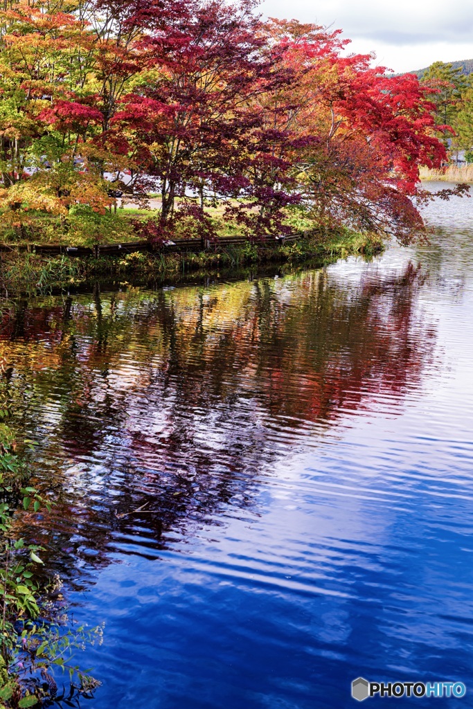 長野県・蓼科湖の紅葉 2