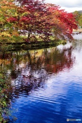 長野県・蓼科湖の紅葉 2