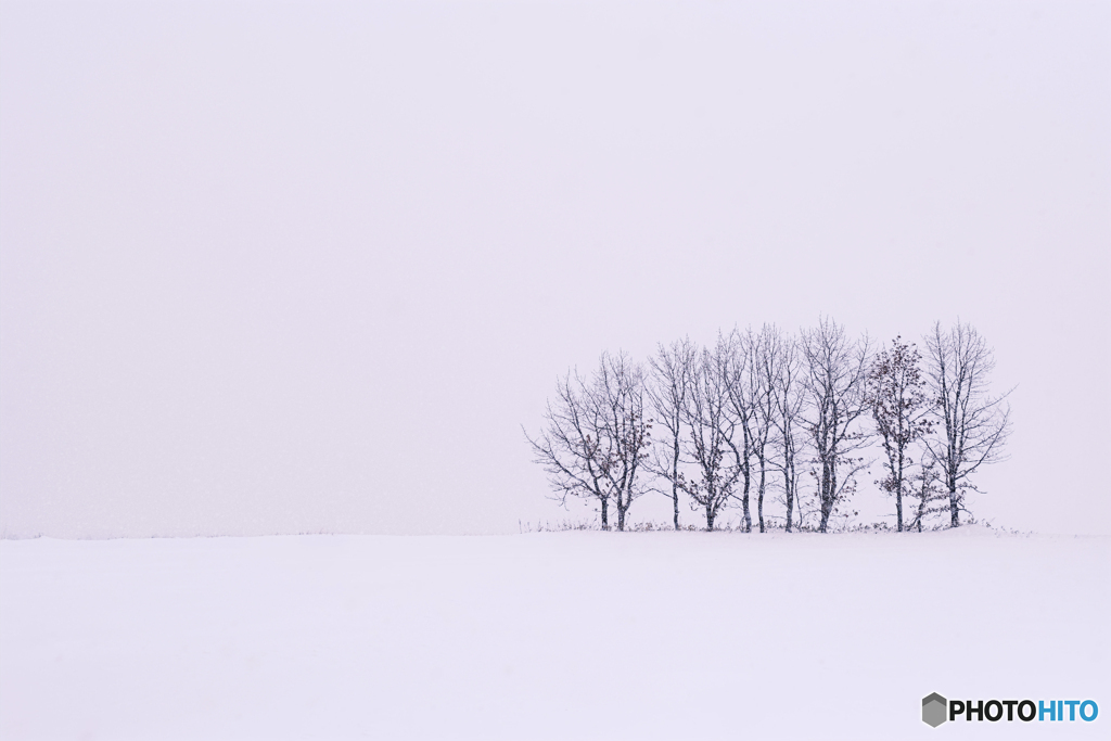 北海道・中標津町 雪原と木