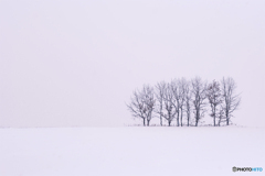 北海道・中標津町 雪原と木
