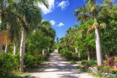 沖縄県・由布島 1