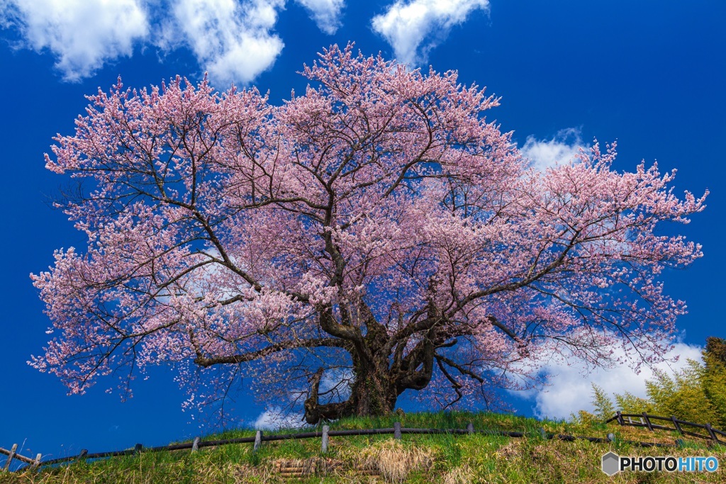 群馬県・発地のヒガンザクラ 3