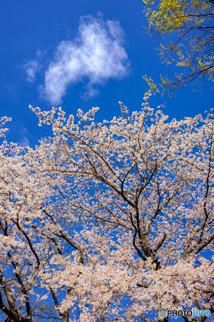 東京都・八王子市 春の富士見台公園の風景 3