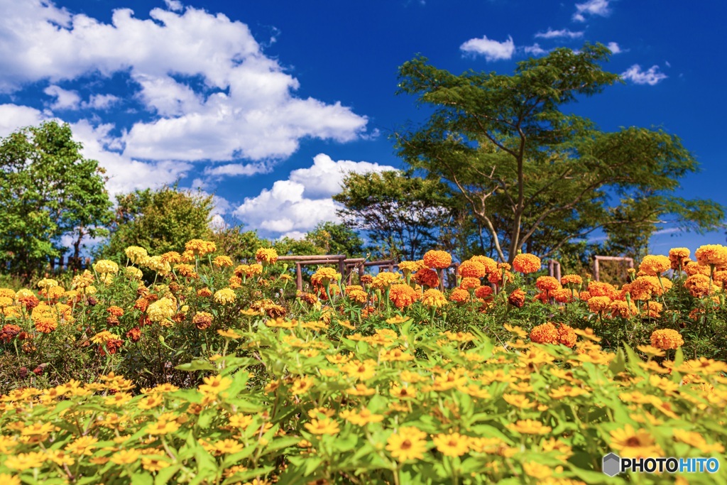 大分県・くじゅう花公園の風景 4