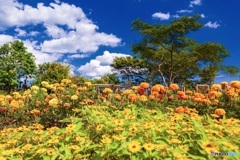 大分県・くじゅう花公園の風景 4
