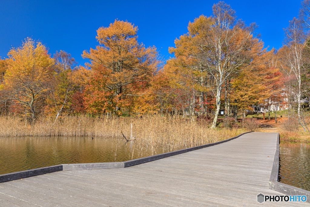 長野県・秋の女神湖の風景 14