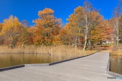 長野県・秋の女神湖の風景 14