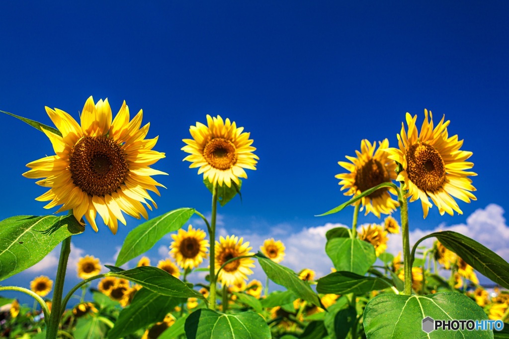 山梨県・明野のひまわり畑 1