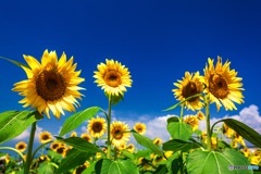 山梨県・明野のひまわり畑 1