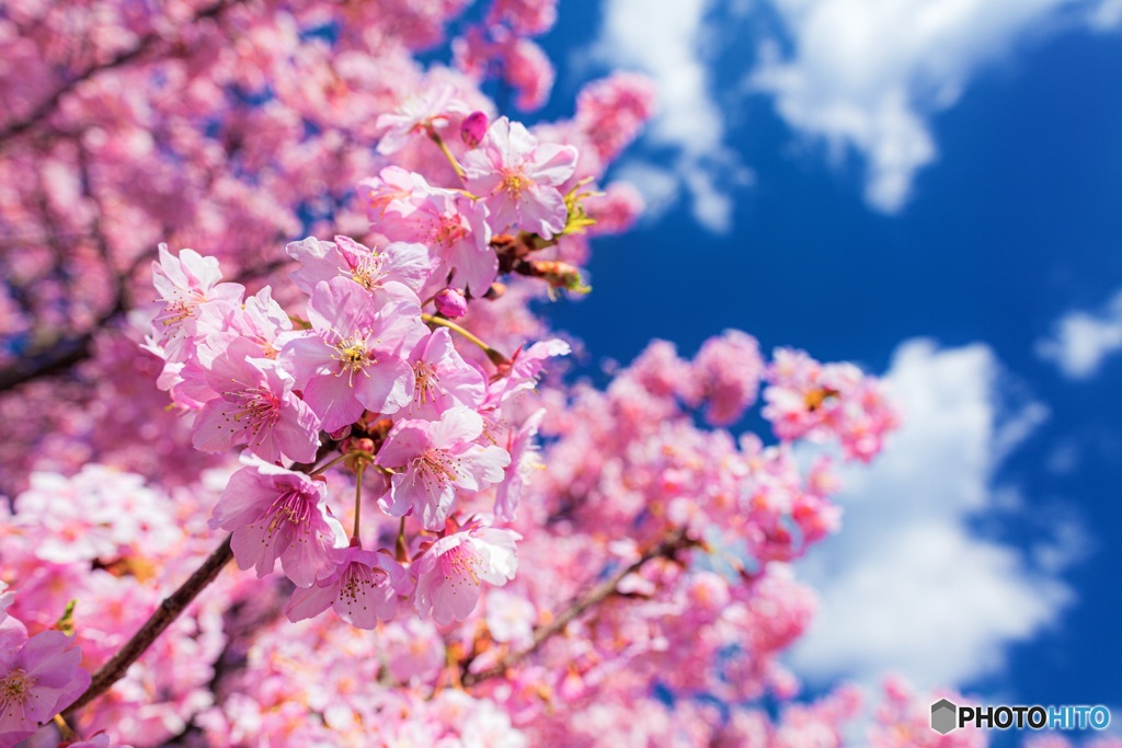 静岡県・南伊豆の河津桜 2