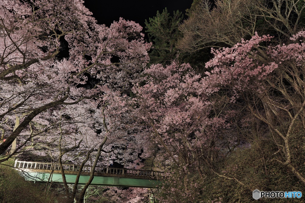 長野県・高遠城址公園の夜桜 3