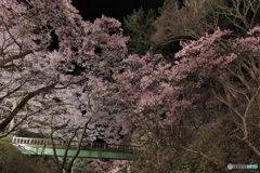 長野県・高遠城址公園の夜桜 3