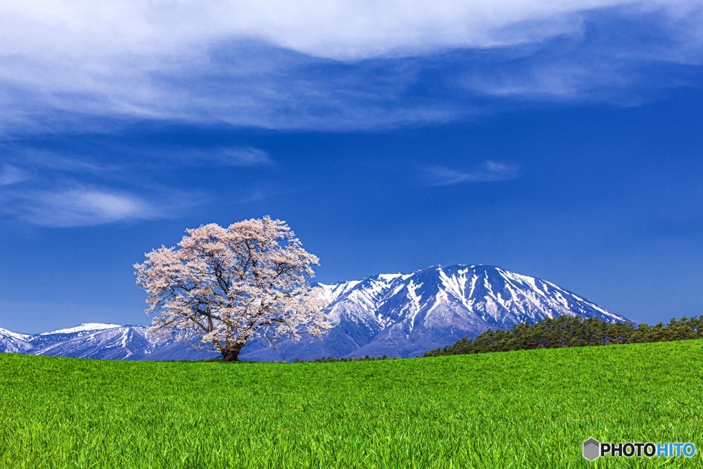 岩手県・小岩井農場の一本桜 2