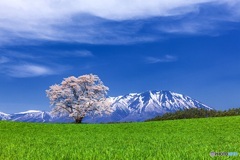 岩手県・小岩井農場の一本桜 2