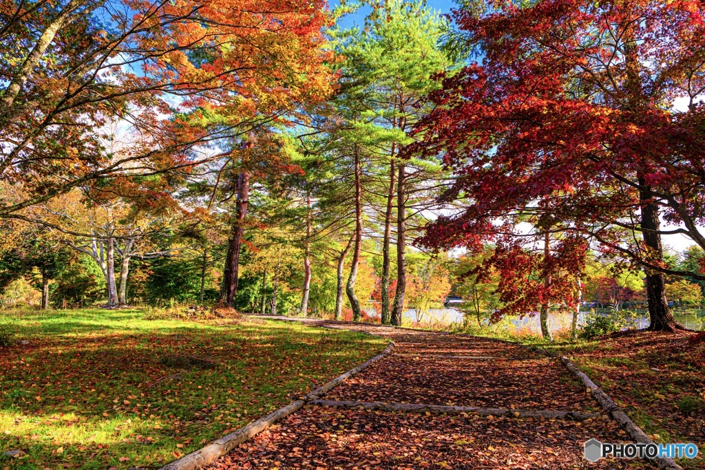 長野県・蓼科湖の紅葉 1