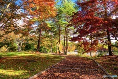 長野県・蓼科湖の紅葉 1