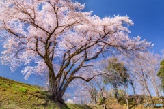 埼玉県・鉢形城址の大桜 2