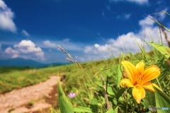 長野県・車山高原のニッコウキスゲ