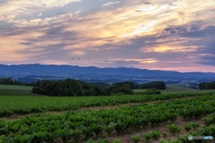 北海道・美瑛町 初夏の夕景 3