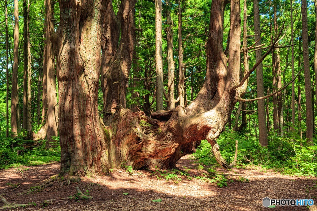 山形県・幻想の森の風景 1