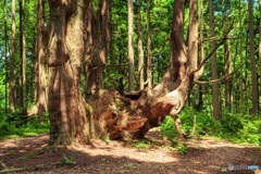 山形県・幻想の森の風景 1