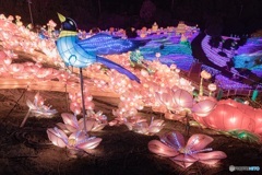 静岡県・伊豆ぐらんぱる公園 グランイルミ 1