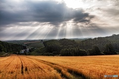 北海道・美瑛町 光のカーテン