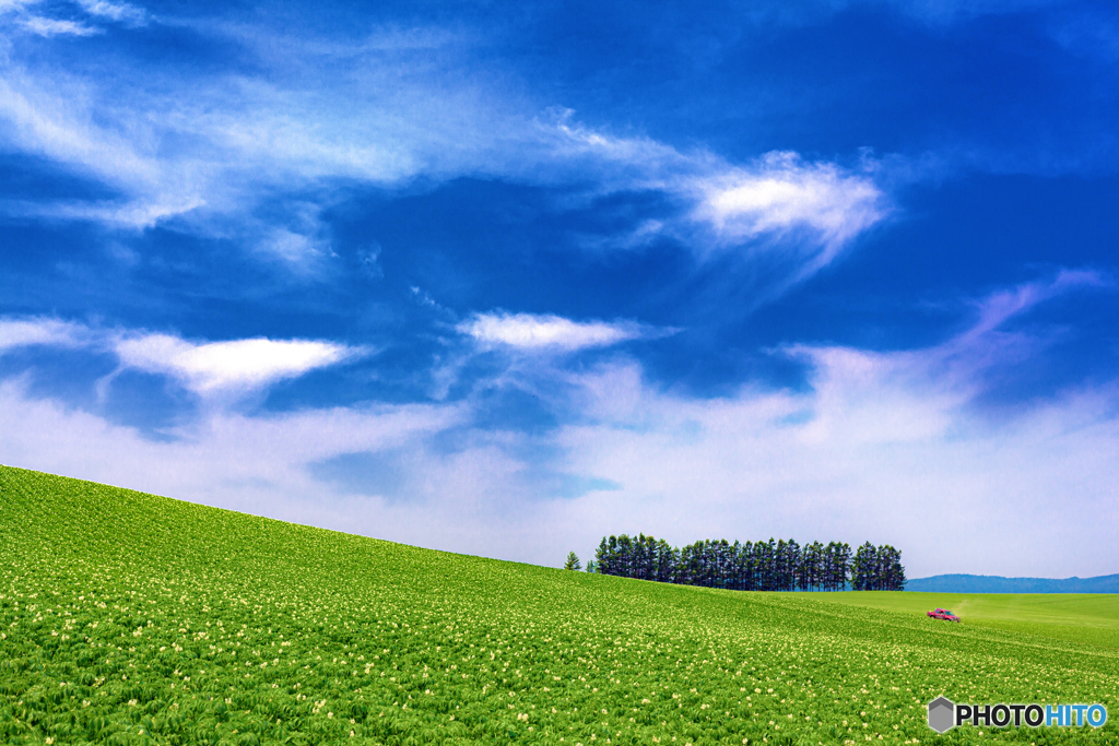北海道・美瑛町 夏のマイルドセブンの丘