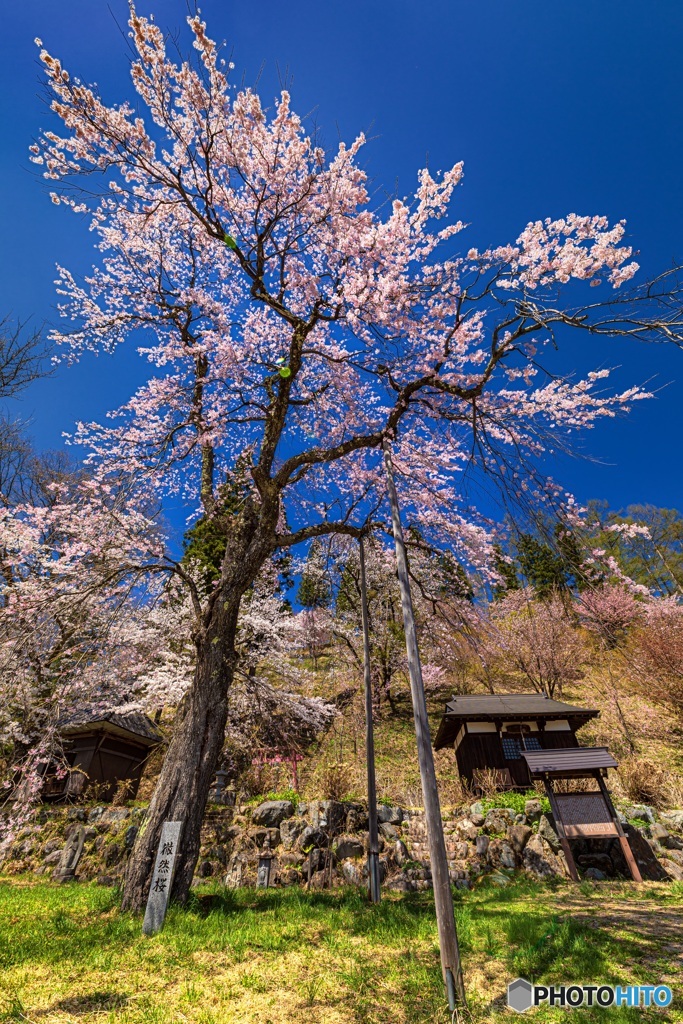 長野県・白馬の徹然桜