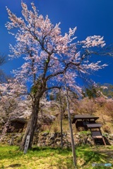 長野県・白馬の徹然桜