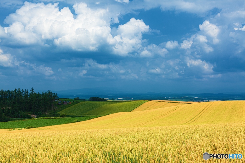 北海道・美瑛町 夏の美瑛の丘 8