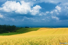 北海道・美瑛町 夏の美瑛の丘 8