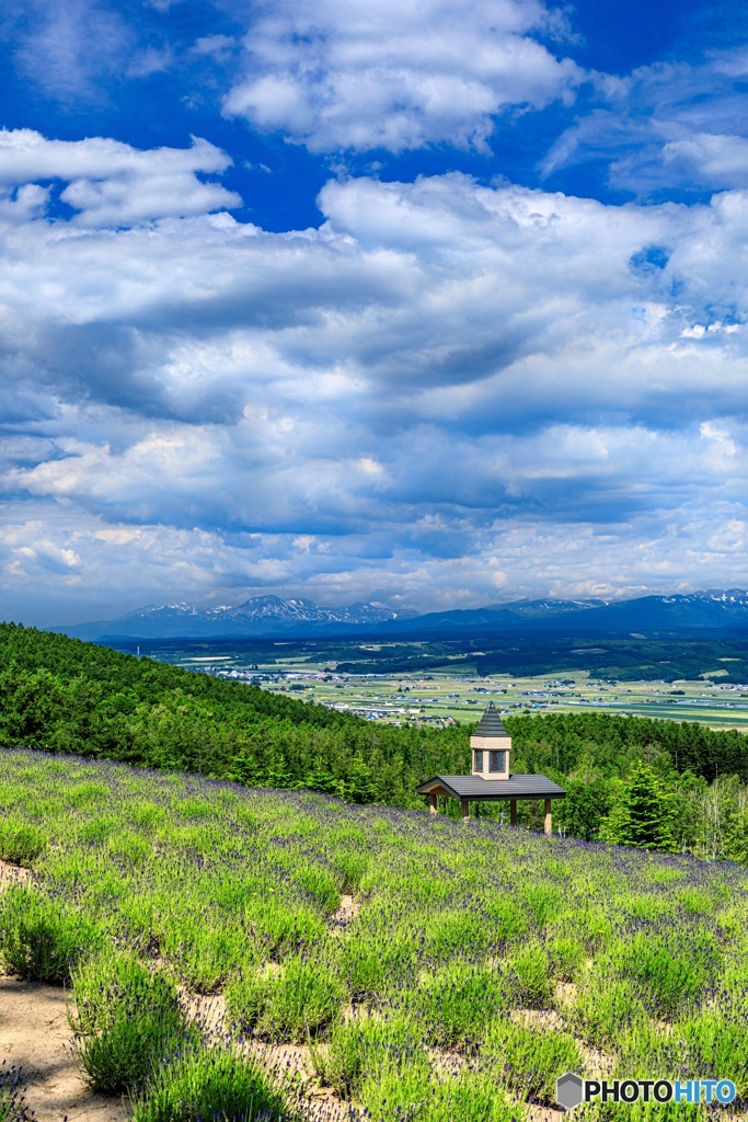 北海道・上富良野町 初夏の花畑 8