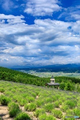 北海道・上富良野町 初夏の花畑 8