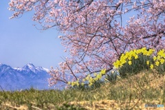 山梨県・韮崎市 わに塚の一本桜 5