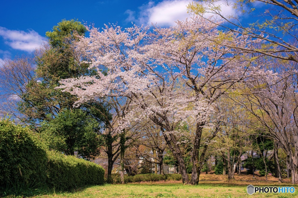 東京都・八王子市 春の富士見台公園の風景 4