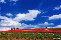 北海道・秋のかんのファーム 3