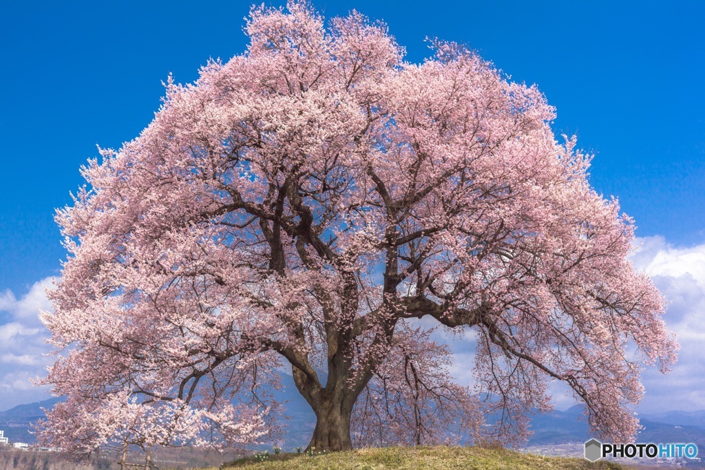 山梨県・韮崎市 わに塚の一本桜 1