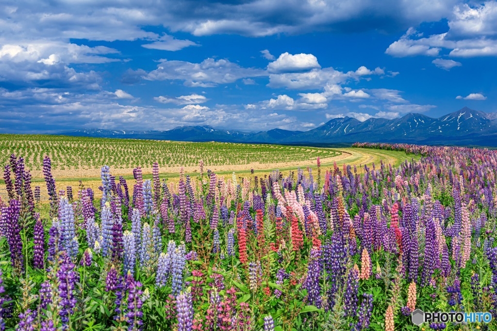 北海道・上富良野町 初夏の花畑 12
