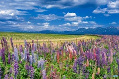 北海道・上富良野町 初夏の花畑 12