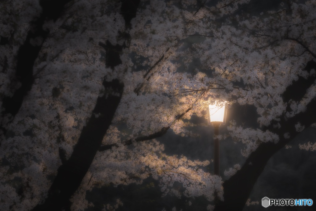 神奈川県・相模原市 津久井の夜桜