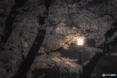 神奈川県・相模原市 津久井の夜桜