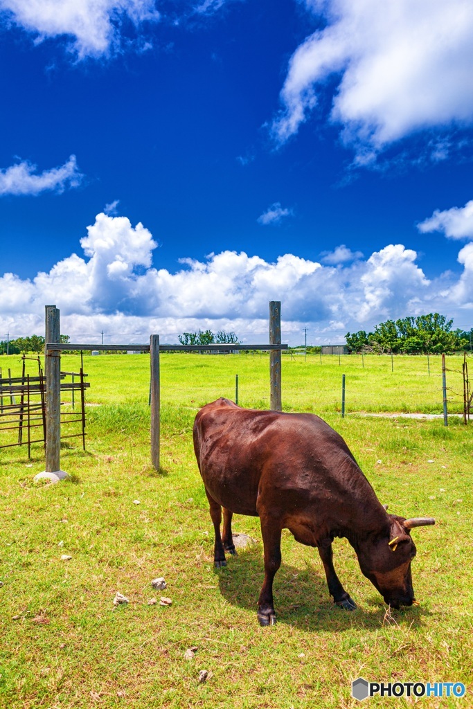 沖縄県・黒島の牛 1