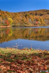 長野県・秋の女神湖の風景 9