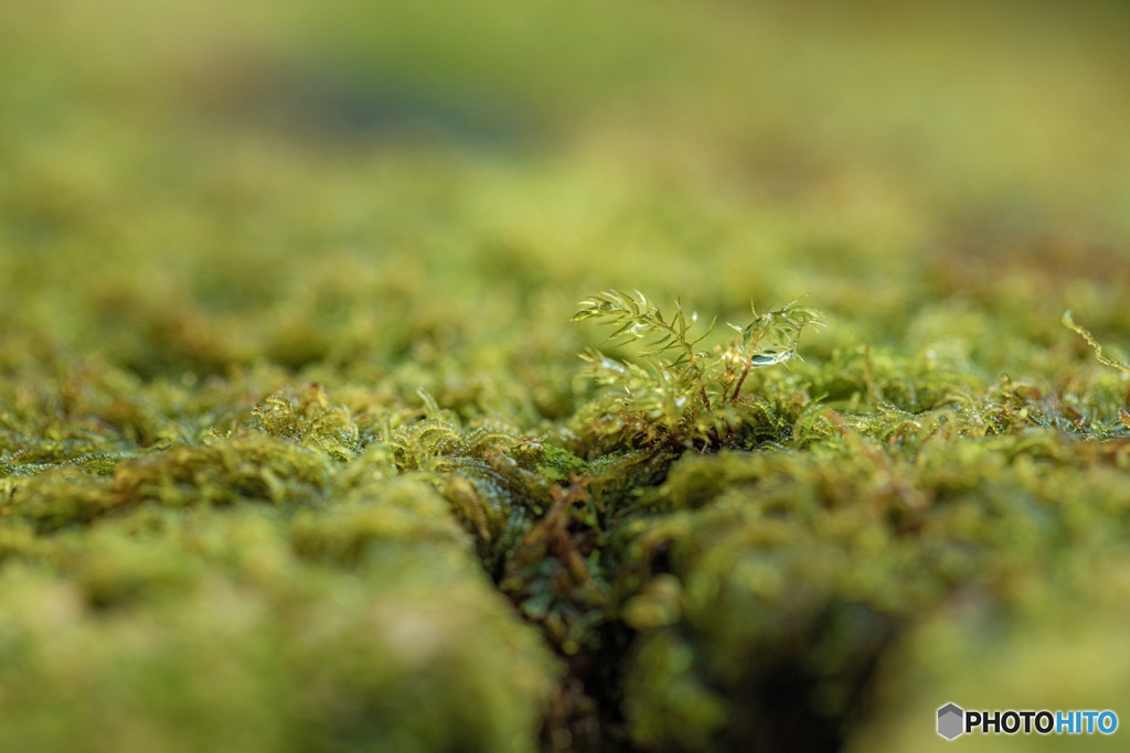 鹿児島県・屋久島の森 1