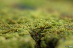 鹿児島県・屋久島の森 1