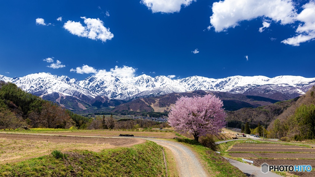 長野県・野平の一本桜 1