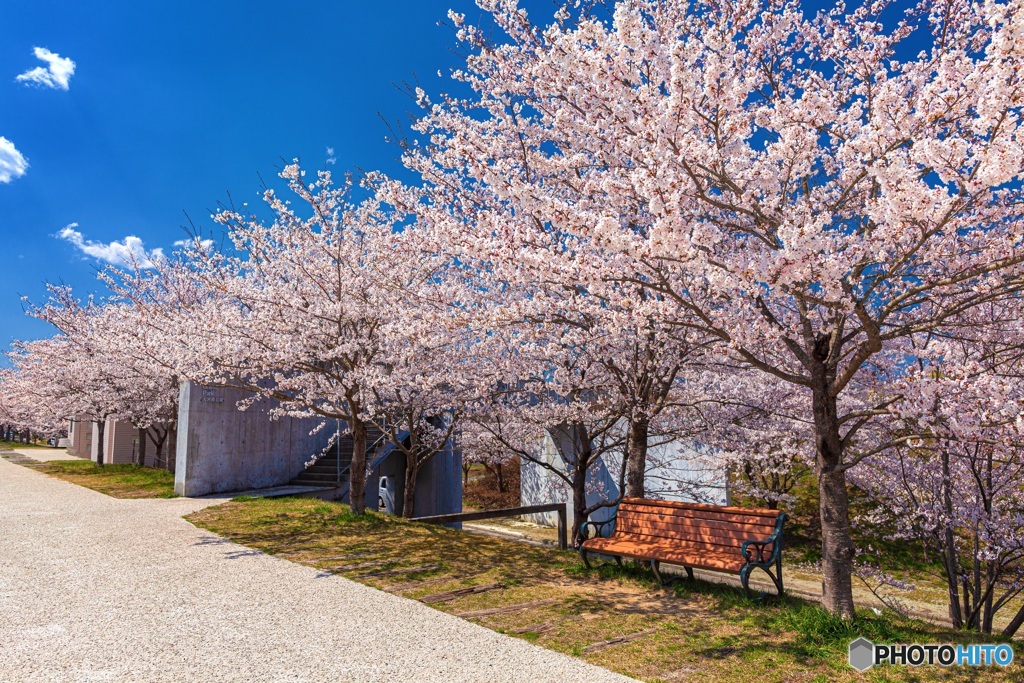 宮城県・一目千本桜