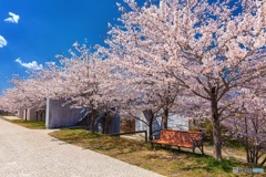 宮城県・一目千本桜